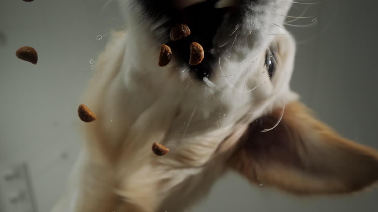 개가 개 음식을 먹는 것