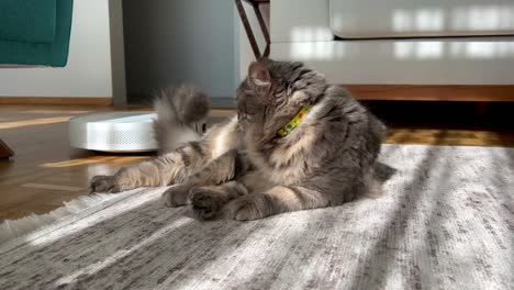 tabby cat lying on carpet while white robotic vacuum cleaner cleaning living room