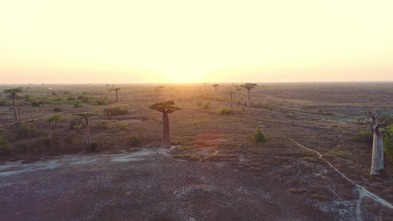 visão aérea de drones de enormes árvores de baobab na avenida dos baobabs em madagáscar ao pôr do sol