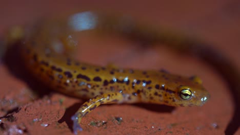 extreme closeup of the head and face of the long-tailed salamander outside