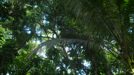 toma panorámica a través de una jungla profunda o dosel de selva tropical 3