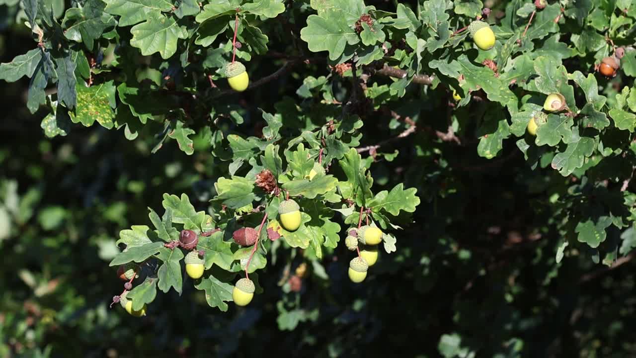An Oak branch with acorns moving in a strong breeze. Autumn. UK