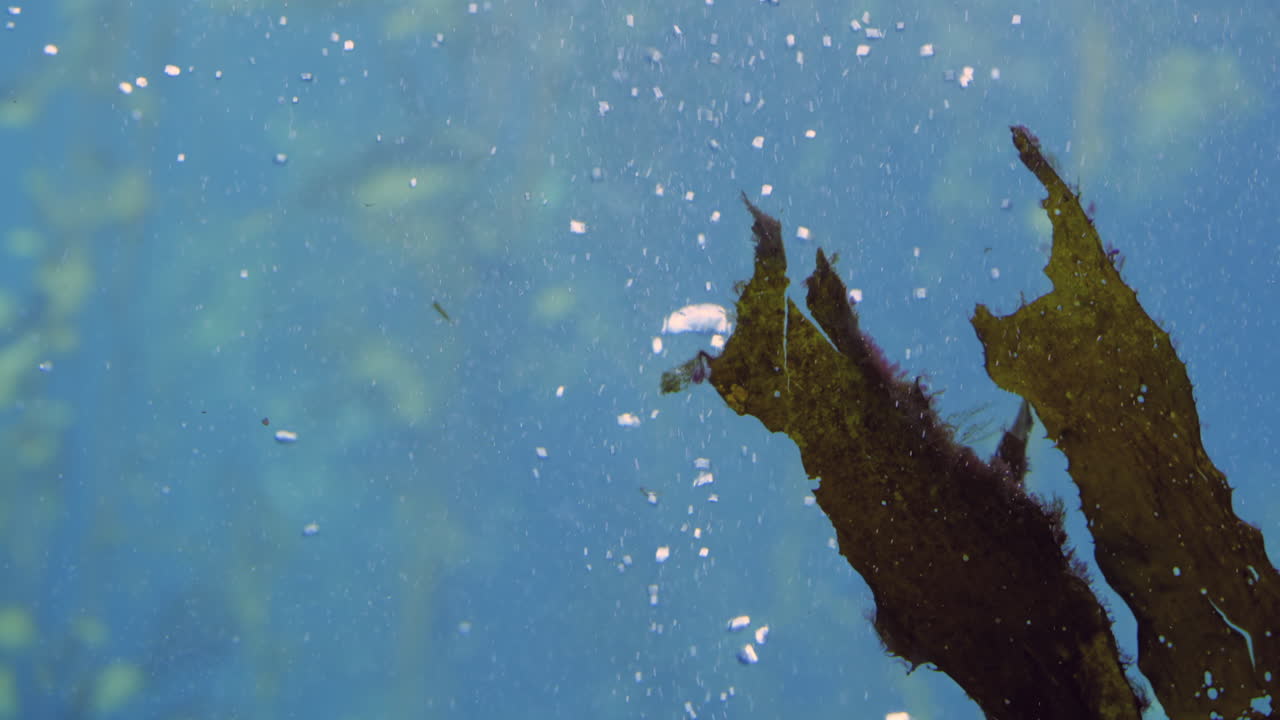 수족관 의 파란 물 에 있는 공기 거품 - 가까운 사진