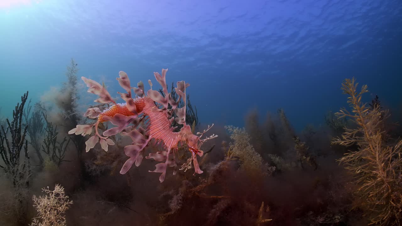 Dragone marino foliato con uova 4k slow motion Australia Meridionale.