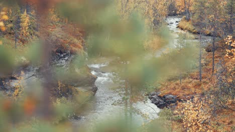 autumn forest on the banks of the shallow mountain river