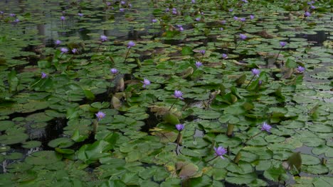 Ruhiger-Blick-Auf-Den-Wunderschönen-Lotusteich