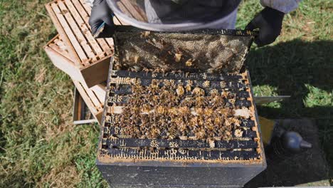 Beekeeper in protective clothing taking out honey frame from colony hive box