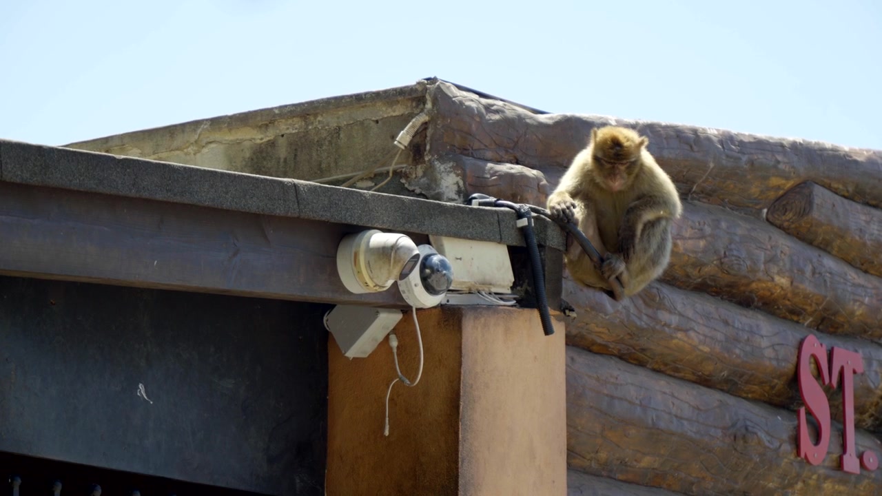 Den berømte berberapebestanden på Gibraltar.