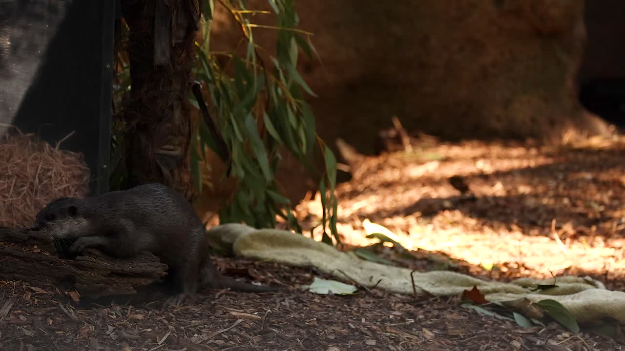 nutria moviéndose en el hábitat del zoológico