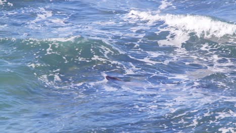 Lone-sea-lion-swimming-in-the-rough-blue-sea-between-the-waves-and-surf-and-dives-down