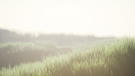 green field with tall grass in the early morning with fog