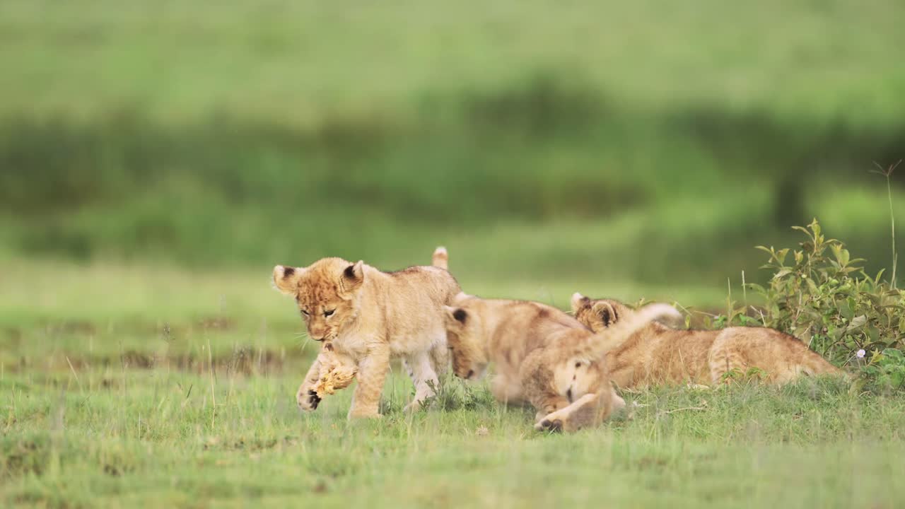 Slow Motion Lion Cubs Playing in Africa in Serengeti in Tanzania, Cute Playful Baby Funny Animals, Lion Cub in Serengeti National Park, Low Angle Shot on African Wildlife Safari in Green Grass Scenery