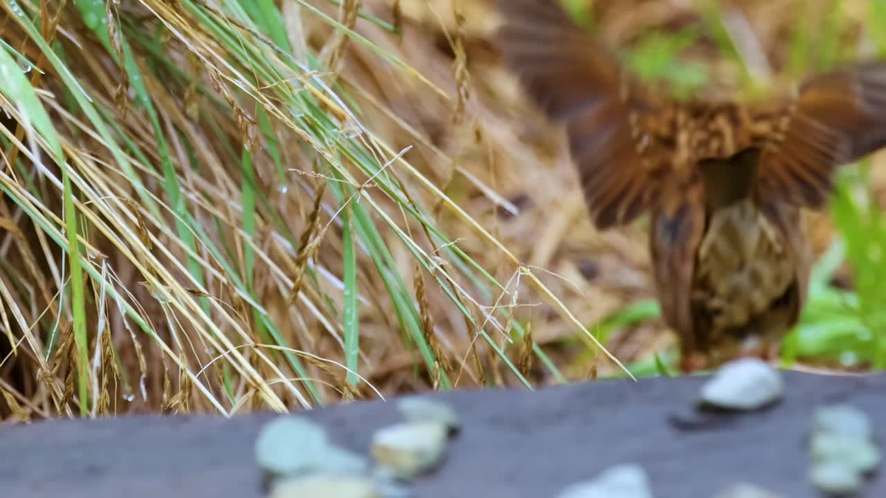 A dunnock moves through rocks and grass, showcasing its foraging behavior in a natural setting.