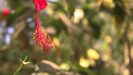 Close-up-reveal-of-long-stigma-of-red-hibiscus-flower