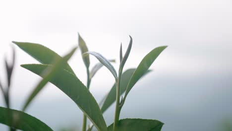 Planta-De-Té-Hermosa-Plantación-En-Segundo-Plano-Fondo-Bokeh