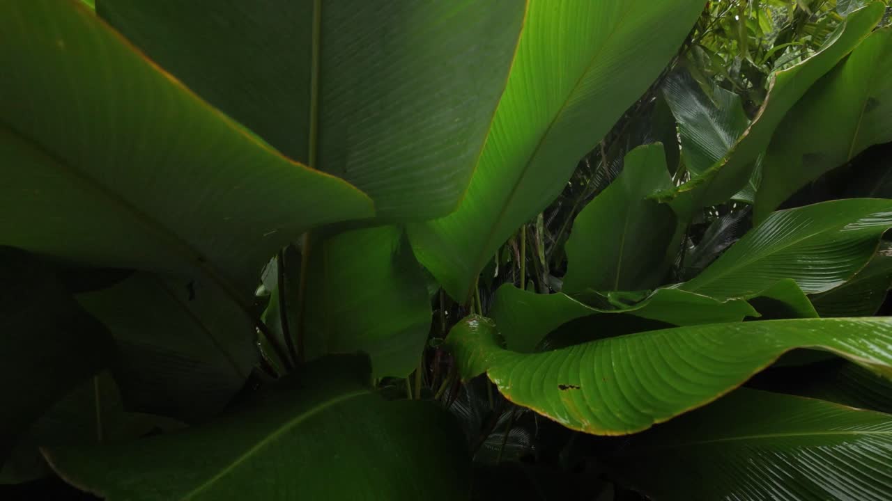 Nature rain loving plants green leaf up-close fern veins tropical Sri Lanka