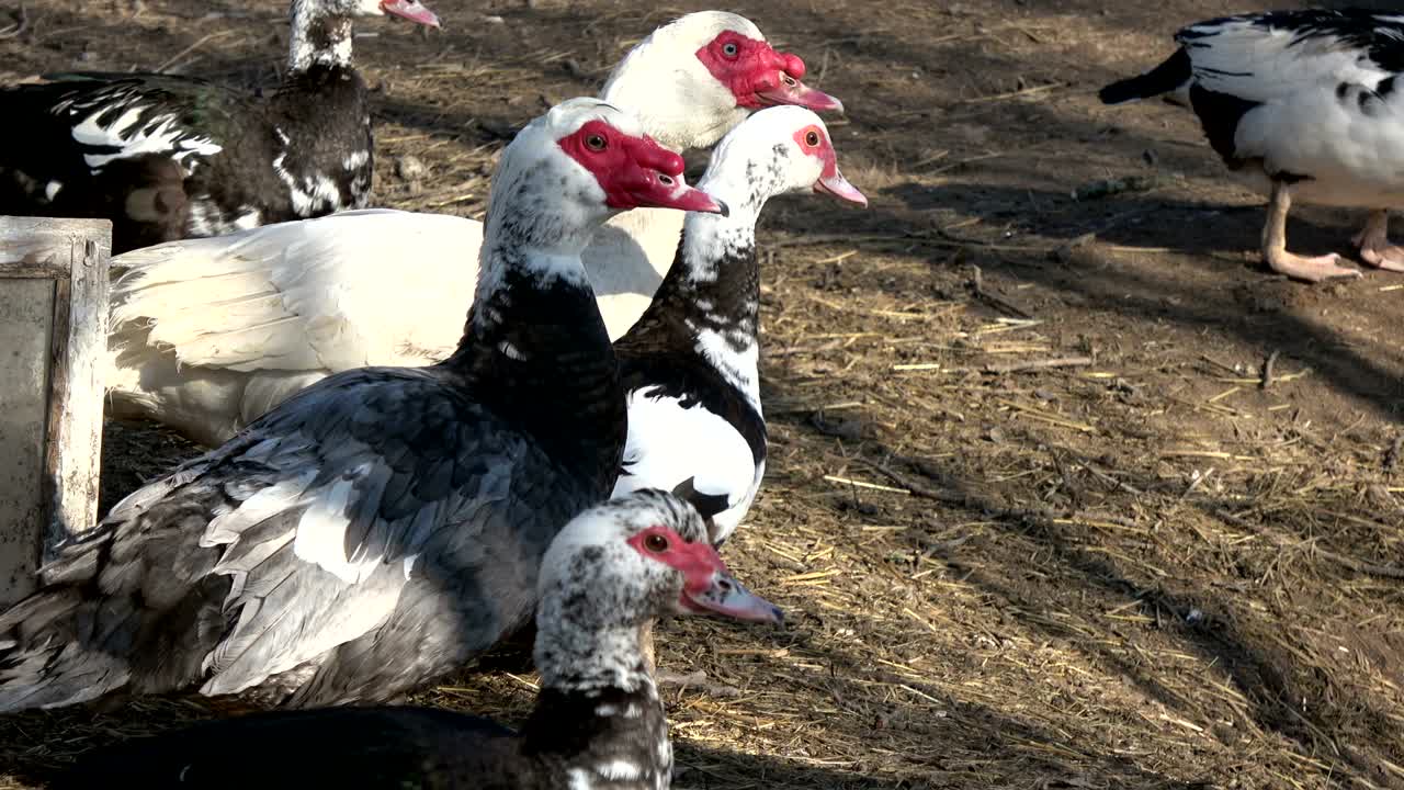hermoso grupo de patos domésticos en la granja