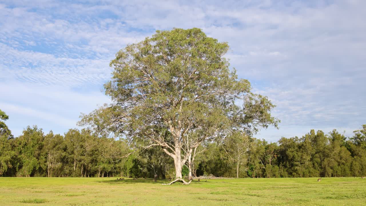 Time-lapse of a tree in a vibrant rural setting