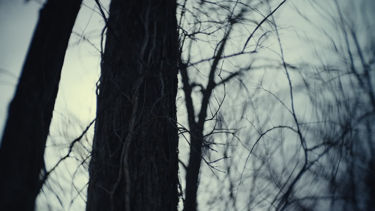 escena del bosque de invierno