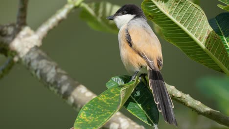 Primer-Plano-De-Actuación-En-&quot;The-Shrike&quot;-De-Cola-Larga-Posado-En-Un-árbol