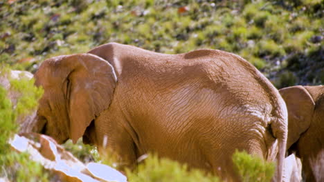 Elefantes-Africanos-Con-Piel-Arrugada-Cubierta-De-Barro-Juntos,-Tele