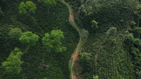 Schmaler-Pfad-Durch-Hügeligen-Teegarten-In-Sylhet,-Bangladesch