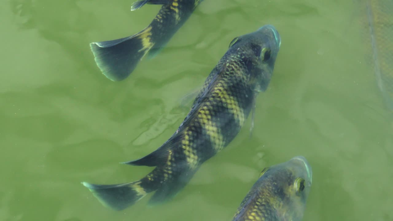 Zebra Tilapia Heterotilapia buttikoferi in a pond viewed from above
