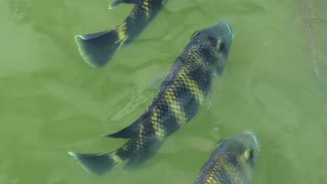 zebra tilapia heterotilapia buttikoferi in a pond viewed from above