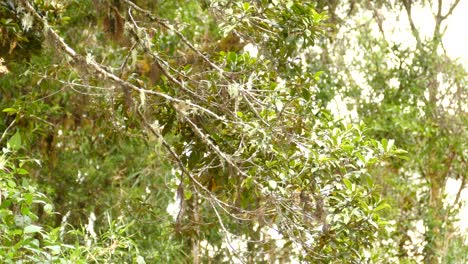 Cute-little-green-bird-flittering-between-branches-on-a-beautiful-summers-day