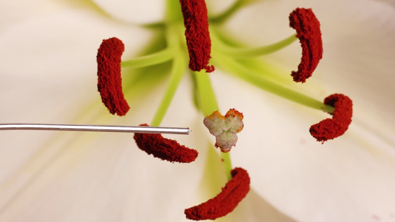 Close-up video showing detailed examination of lily flower's stamen and pistil with a tool, highlighting pollination process