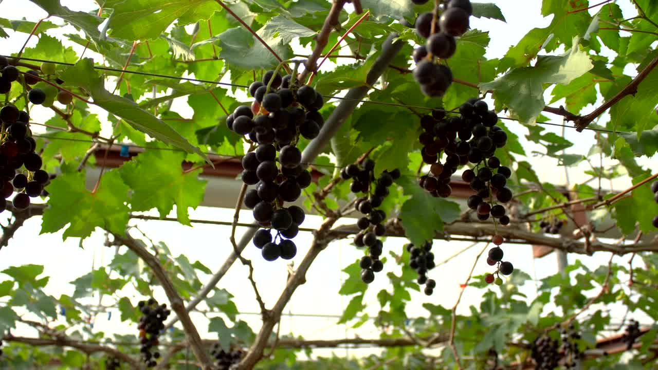 왼쪽에서 오른쪽으로 빛 배경으로 검은 포도 과일