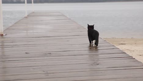 black and white cat on a wet wooden dock by a lake