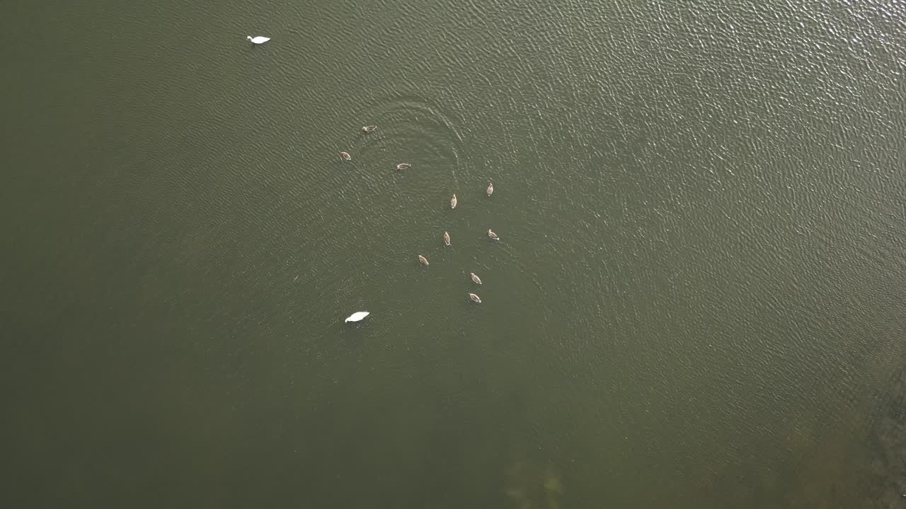 cisne con patitos nadando alrededor en el gran lago