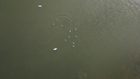 Schwan-Mit-Entenküken,-Die-Im-Großen-See-Herumschwimmen