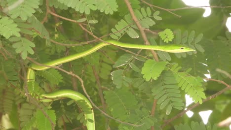 Serpiente-Látigo-De-Nariz-Larga-En-El-árbol