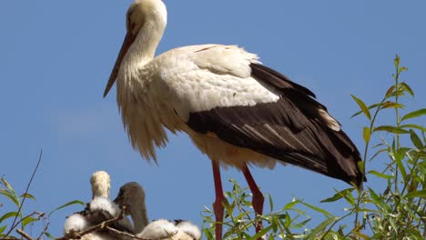 adult stork watching his newborn kids in wild nest on summer day