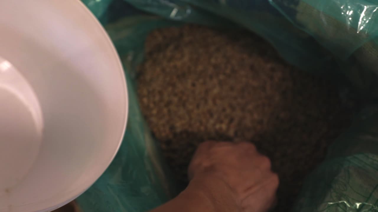 Picking up coffee from a bag with bear hands. The coffee beans are still green and unroasted. Filmed in 50fps.