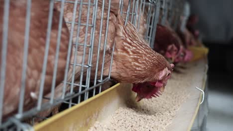 hens eating their food in the tray inside a henhouse