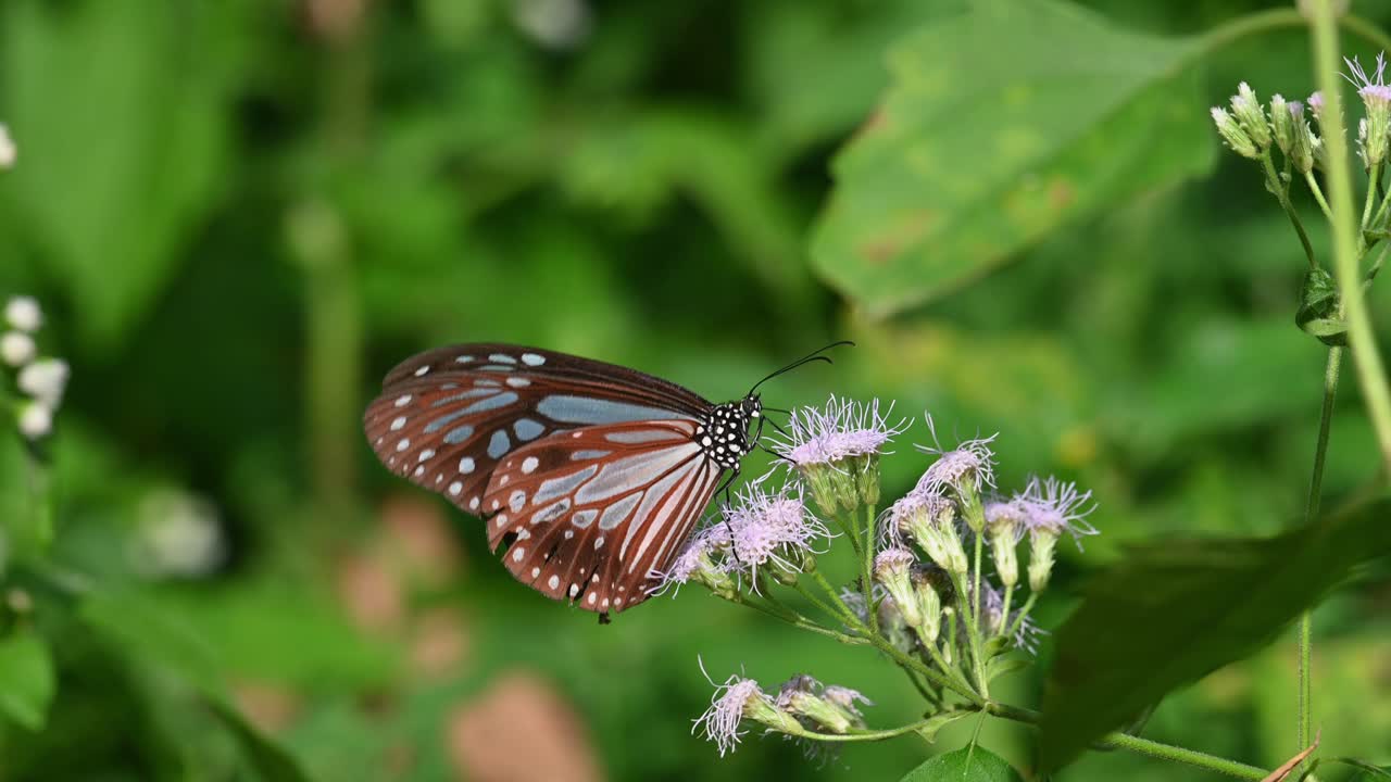 Tigre vitrea blu scuro, Ideopsis vulgaris macrina, Farfalla, Parco Nazionale Kaeng Krachan, Thailandia, Filmato in 4K