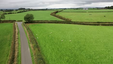 Luftaufnahme-Einer-Schafherde-Auf-Einem-Feld