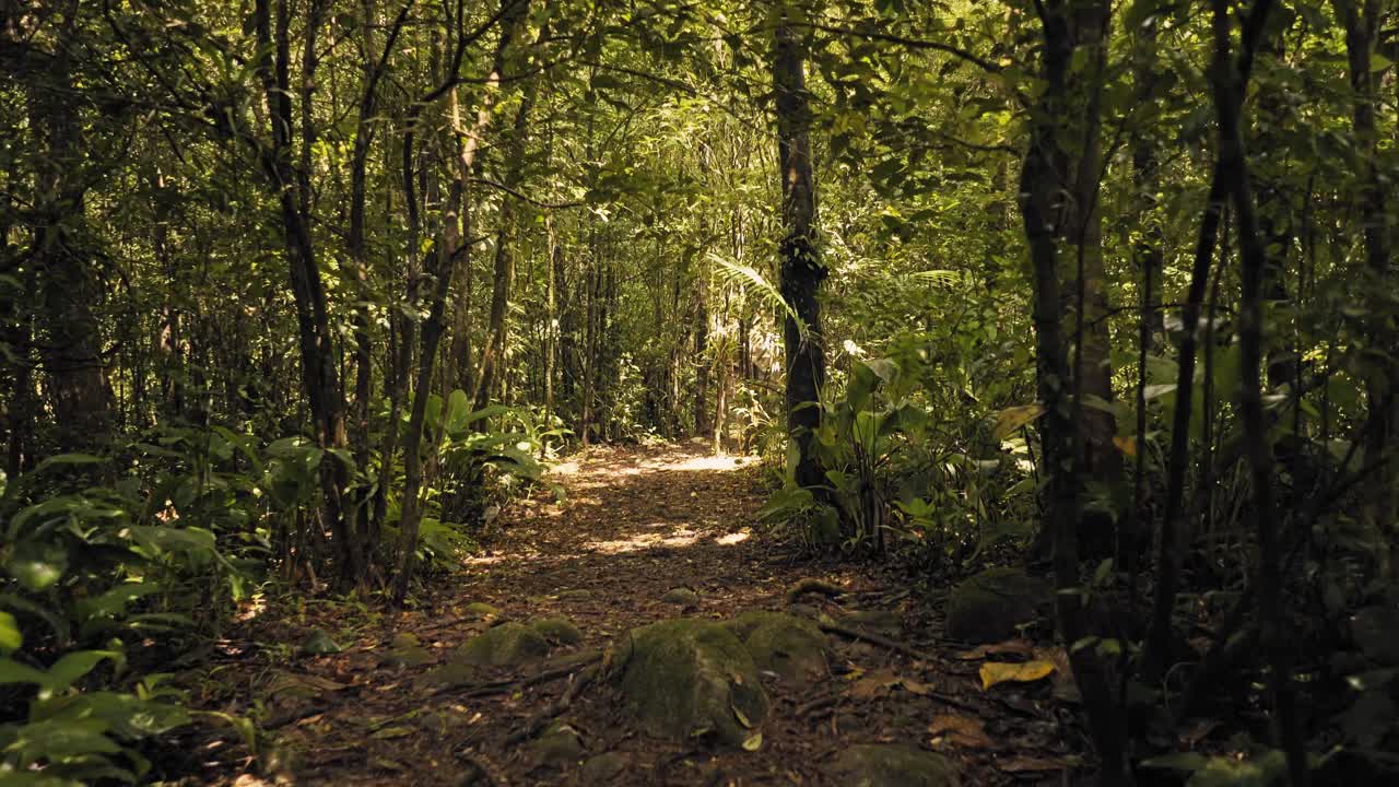 punto de vista de un excursionista caminando por un sendero a través del desierto de la selva tropical