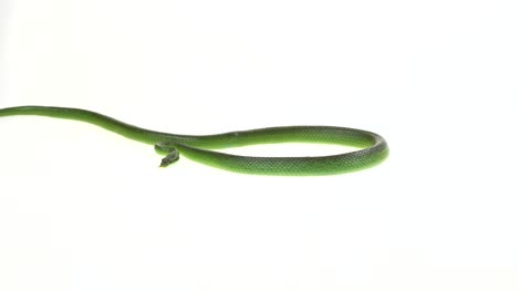 green snake on white background