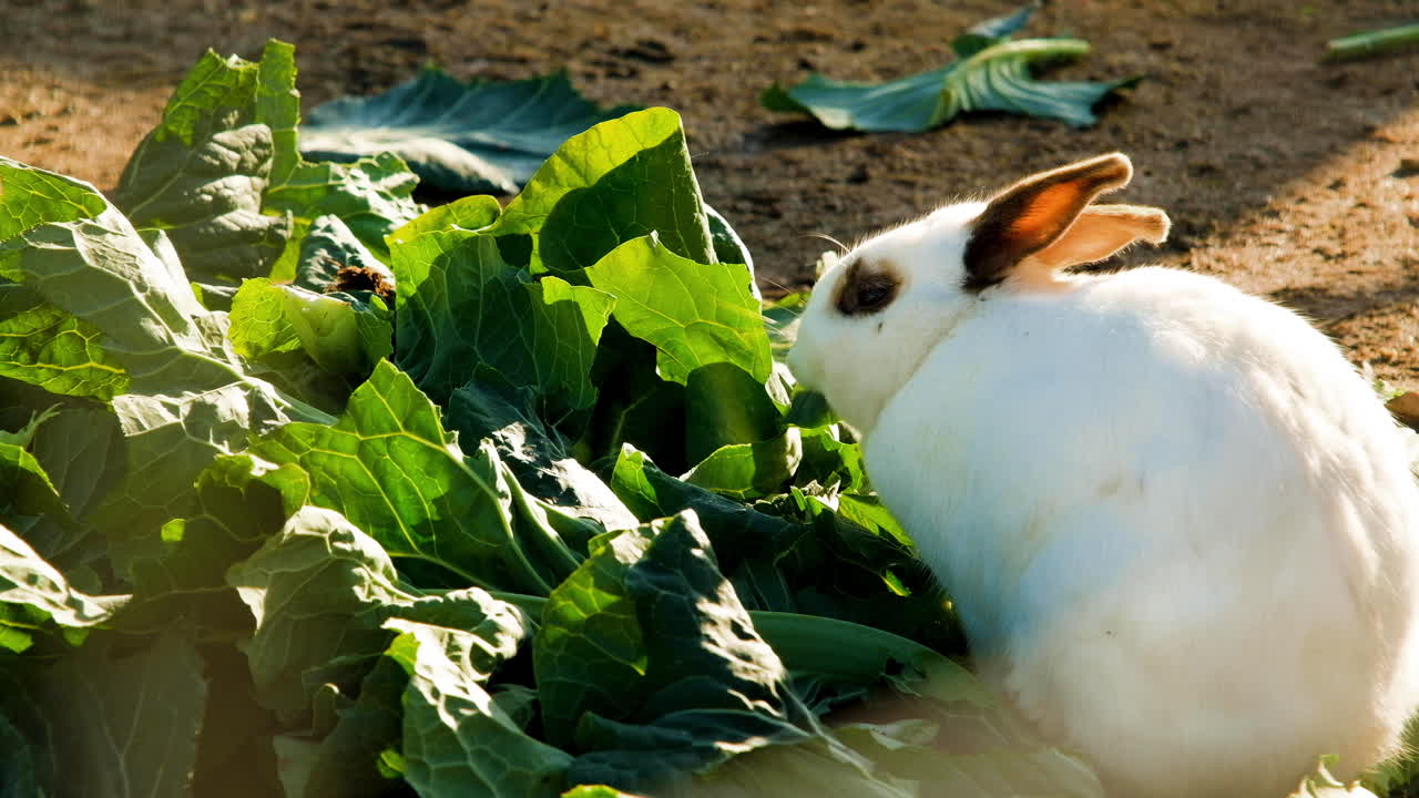 conejo doméstico blanco comiendo de un montón de lechuga verde