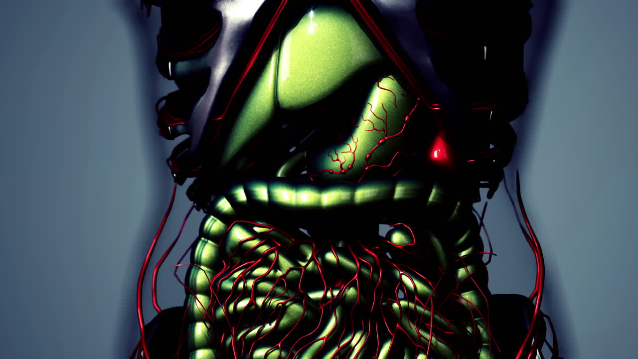 animación de los órganos internos humanos