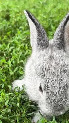 close-up of a grey rabbit in grass