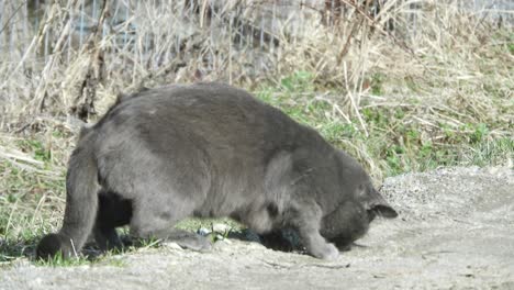 gato gris disfrutando del sol