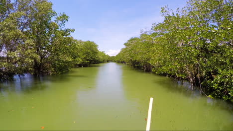 boat ride along a river with mangroves in pangasinan, philippines