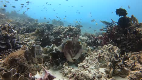 baby cuttle fish changing colour as it swims away in slow motion