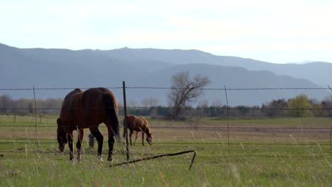 horses grazing in the open space against a background of mountains