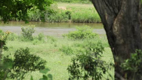 Am-üppig-Grünen-Fluss-Gehen-Vier-Flusspferde-Lustigerweise-Alle-Getrennte-Wege